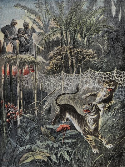 Tigerjagd im Dschungel Indiens: Die Verteidiger sind hinter dem Netz und die Jäger sind sicher auf dem Belvedere. Gravur in „Le Pelerin“, am 05.02.1899. Selva Coll. von French School