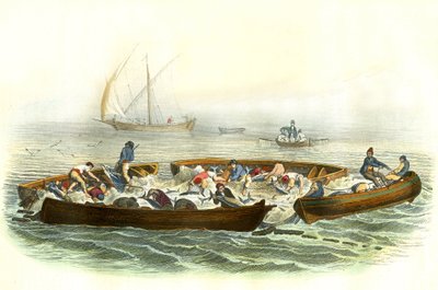 Thunfischfang oder Magrague - Tafel aus Histoire Naturelle von Bernard Germain de Lacepede (1856-1925), Ausgabe P.Furme, Paris von French School