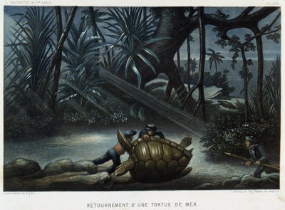 Schildkröte einer Meeresschildkröte - in „Le monde de la mer“ von Alfred Fredol, Hachette, Paris von French School