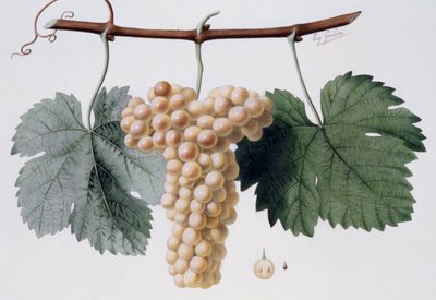 Viognier-Rebsorte, Viogne