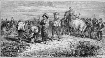 Weinbau im Médoc: Traubenlese während der Ernte. Gravur in „Le Monde Illustré“ Nr. 561 vom 11. Januar 1868. von French School
