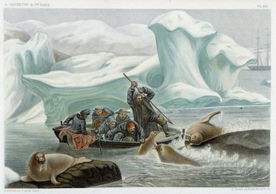 Walrossjagd - in „Le monde de la mer“ von Alfred Fredol, Hachette, Paris von French School