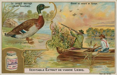 Wildente; Entenjagd in Europa von French School