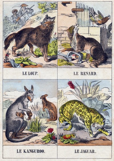 Wolf; Fuchs; Känguru; Jaguar. Gravur in "Buffon Alphabet des Animaux" von French School