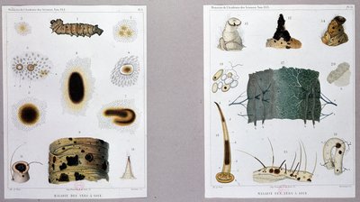 Arbeit über die Seidenraupenkrankheit, präsentiert von Pasteur an der Akademie der Wissenschaften. von French School