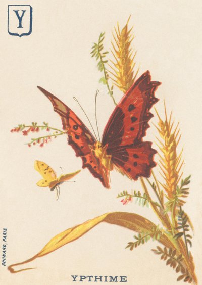Y: Ypthime (Apatura ilia oder Kleiner Schillerfalter) von French School