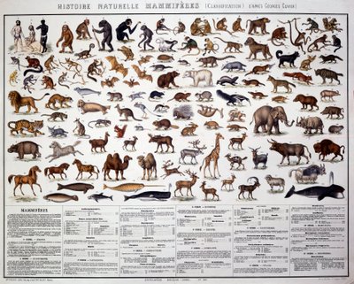 Zoologie: Klassifikation der Säugetiere nach dem französischen Biologen Georges Cuvier (1769-1832). Tafel der Naturgeschichte von French School