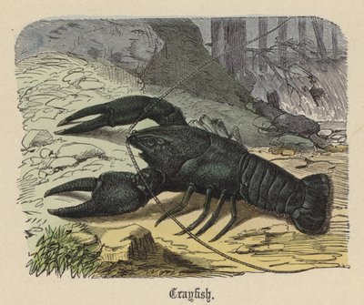 Flusskrebs von Friedrich Specht
