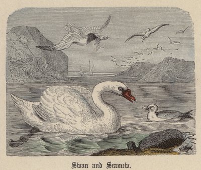 Schwan und Möwe (kolorierte Gravur) von Friedrich Specht