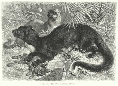 Der Tayra (Galictis Barbara) (Gravur) von Friedrich Specht