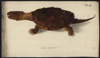 Chelydra serpentina, vor 1792 von Friedrich Wilhelm Wunder