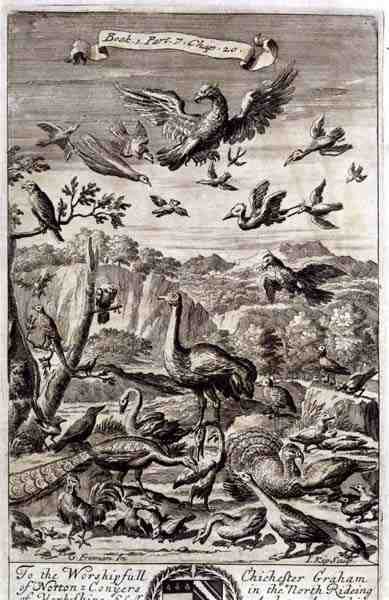 Eine Vielzahl von Vögeln, Illustration aus Buch 1 Teil 7 Kapitel 20 von 