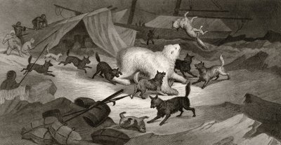 Bärenjagd, graviert von J.C. McRea, aus 