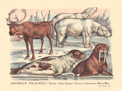 Seite 14: Polartiere: Rentiere, Eisbären, Sattelrobbe, männlicher Walross von Gabriel Gostiaux