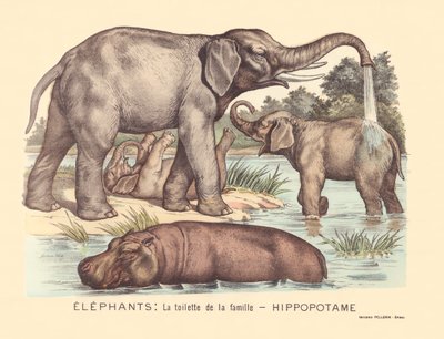 Seite 7: Elefanten: die Toilette der Flusspferdfamilie von Gabriel Gostiaux
