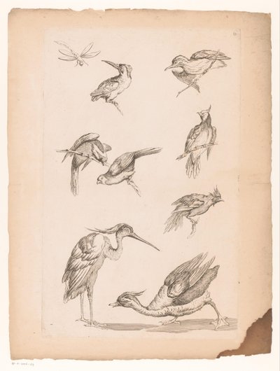 Acht chinesische Vögel, darunter Eisvögel, ein Reiher, eine Ente und eine Libelle von Gabriel Huquier (attributed to)