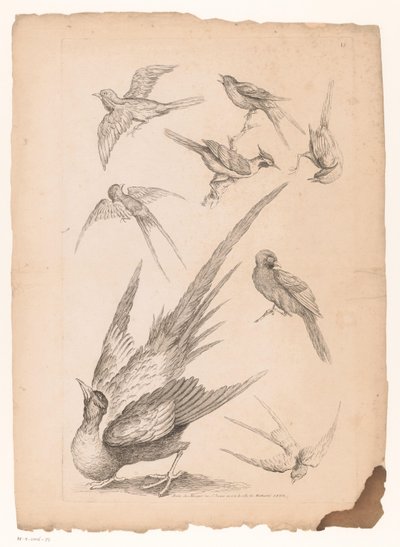Acht chinesische Vögel, darunter möglicherweise Paradiesvögel von Gabriel Huquier (attributed to)