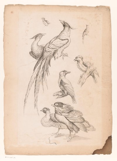 Acht chinesische Vögel, darunter möglicherweise Paradiesvögel von Gabriel Huquier (attributed to)