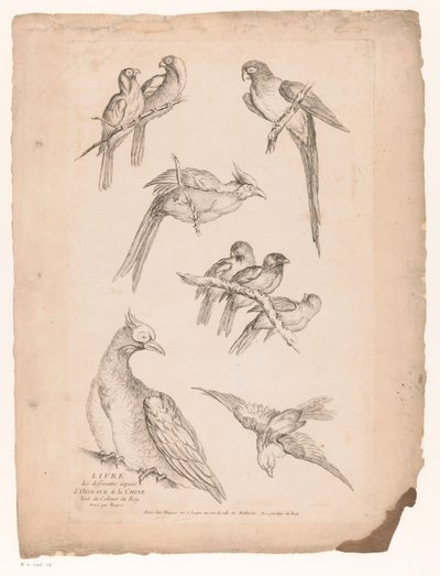 Neun chinesische Vögel von Gabriel Huquier (attributed to)