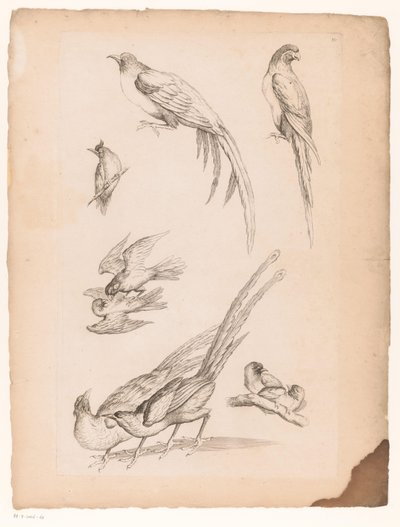 Negen Chinese vogels von Gabriel Huquier (attributed to)