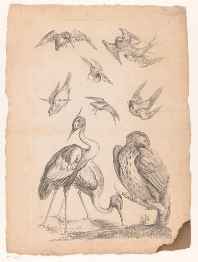 Zehn chinesische Vögel, darunter zwei Reiher und ein Eisvogel von Gabriel Huquier (attributed to)