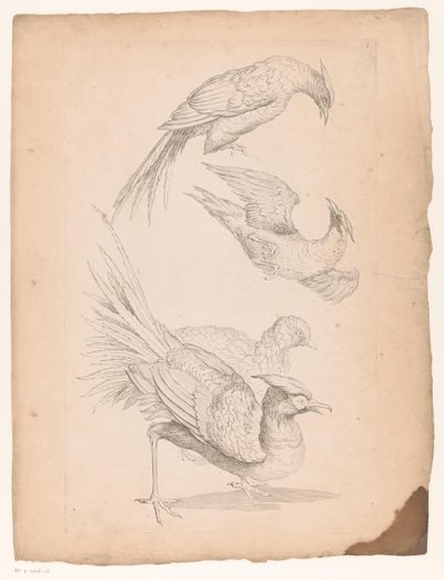 Vier chinesische Vögel, möglicherweise Paradiesvögel von Gabriel Huquier (attributed to)