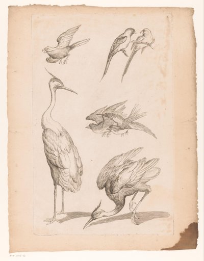 Sieben chinesische Vögel, darunter Reiher und Papageien von Gabriel Huquier (attributed to)