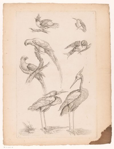 Sieben chinesische Vögel, darunter Reiher und Papageien von Gabriel Huquier (attributed to)
