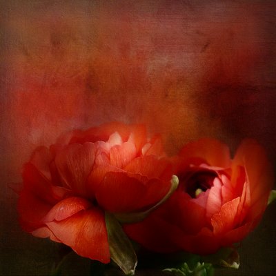 Lebendige rote Blüten von Gaille Gray