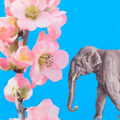 Elefantenblüte, 2018 von Genevieve French