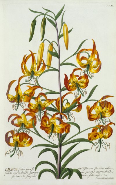 Amerikanische Türkische Lilie, ca. 1740 handkolorierter Stich von "Georg Dionysius Ehret