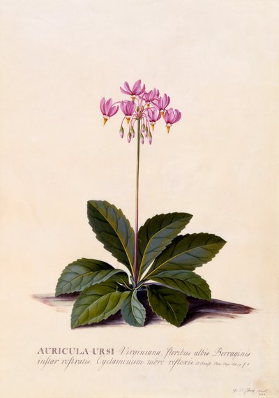 Aricula Ursi Schießstern, ca. 1744 handkolorierter Stich von "Georg Dionysius Ehret