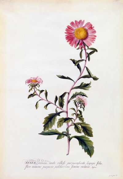 Aster von "Georg Dionysius Ehret