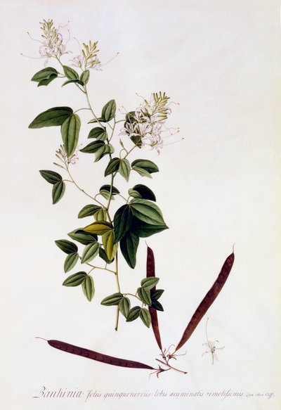 Bauhinia, ca. 1745 handkolorierte Gravur von "Georg Dionysius Ehret