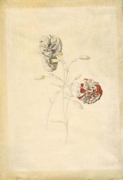 Nelken von Georg Dionysius Ehret
