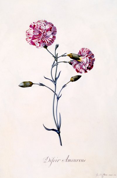 Difor Amourius Nelke, ca. 1745 handkolorierte Gravur von "Georg Dionysius Ehret