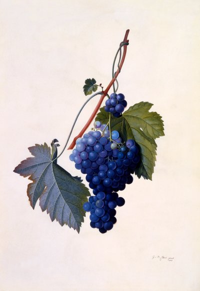 Trauben von "Georg Dionysius Ehret