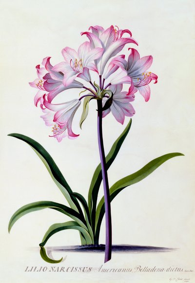 Lilio Narcissus, ca. 1744 handkolorierter Stich von "Georg Dionysius Ehret