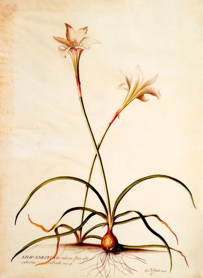 Lilio Narcissus, ca. 1745 (handkolorierter Stich) von "Georg Dionysius Ehret