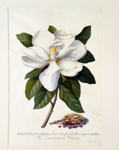 Magnolia Grandiflora, handkolorierter Stich von "Georg Dionysius Ehret