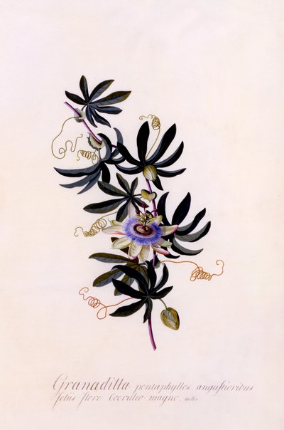 Passionsblume Granadilla von "Georg Dionysius Ehret
