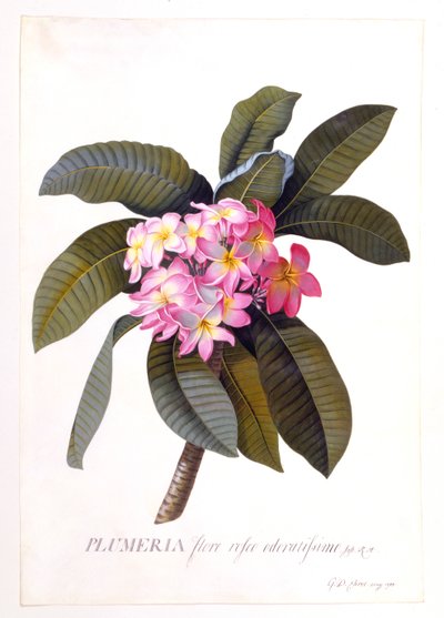 Plumeria, ca. 1744 handkolorierte Gravur von "Georg Dionysius Ehret