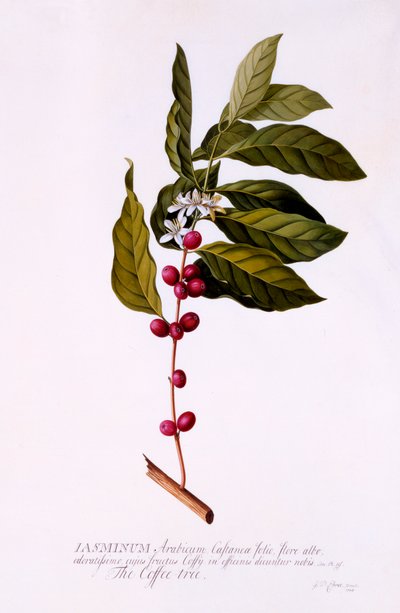 Der Kaffeebaum von "Georg Dionysius Ehret