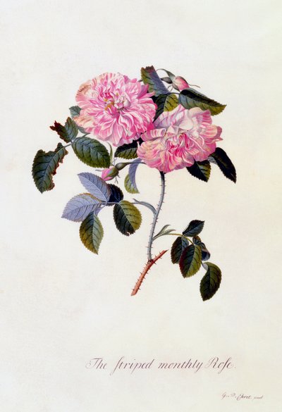 Die gestreifte Monatsrose, ca. 1745 handkolorierte Gravur von "Georg Dionysius Ehret