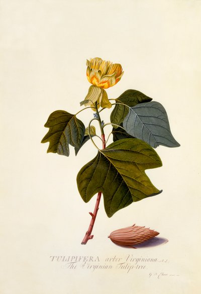 Der Virginische Tulpenbaum von "Georg Dionysius Ehret