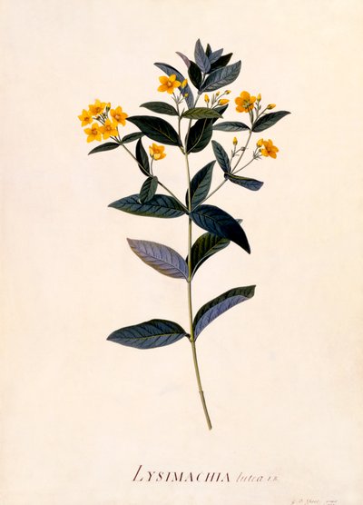 Gelbe Gilbweiderich, handkolorierter Stich von "Georg Dionysius Ehret
