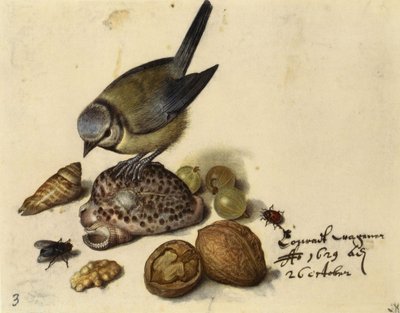 Stillleben mit Blaumeise, Muscheln, Früchten und Insekten, 1629 von Georg Flegel