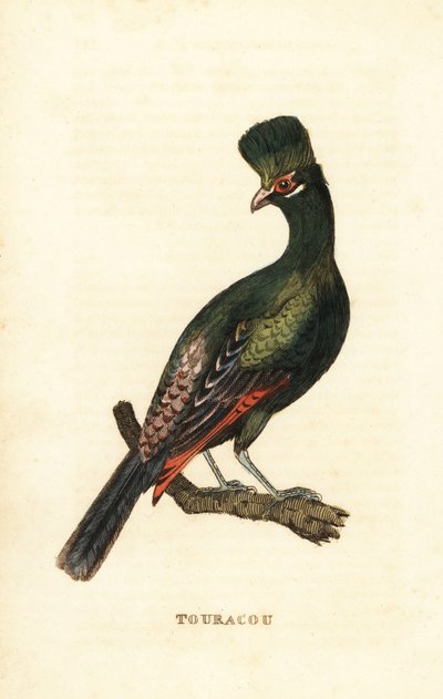 Guinea-Turako oder Grüner Turako, Tauraco persa von George (after) Edwards