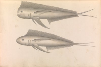 Bericht über die Weltreise von Commodore George Anson von George Anson