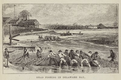 Shad-Fischerei in der Delaware Bay von George Augustus Sala